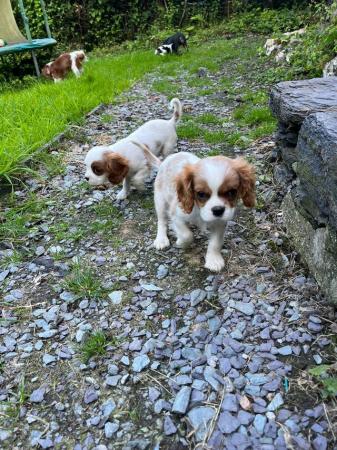 Image 15 of Cavalier King Charles spaniels  Ready Now !!!