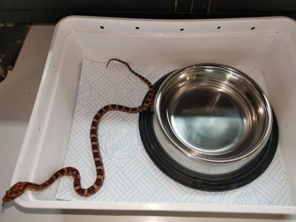 Image 16 of Lovley young corn snake available