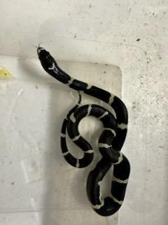 Image 2 of 6 week old Mexican king snakes Lampropeltis getula