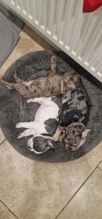 Image 5 of 8 week old french bulldog pups for sale