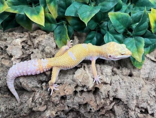 Image 6 of Leopard Geckos At The Marp Centre Feb 2024