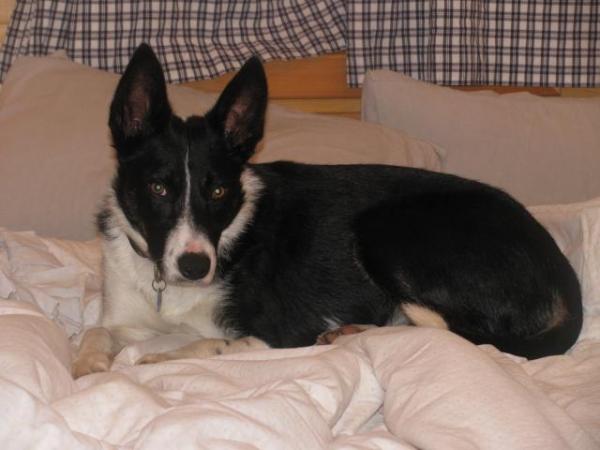Image 5 of Border Collie for Rehoming