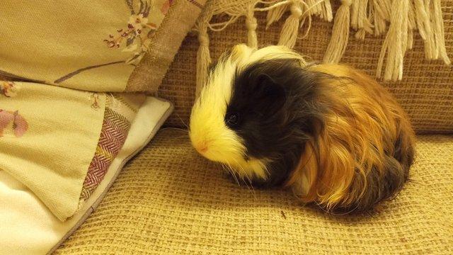 Preview of the first image of Baby Guinea Pigs, long haired /sheltie..