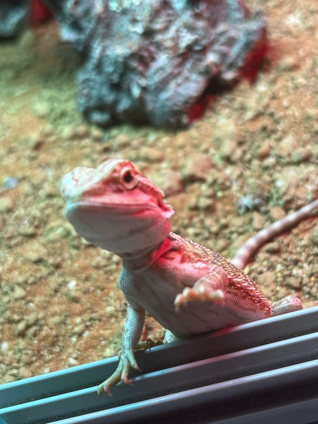 Red Bearded Dragon 2years