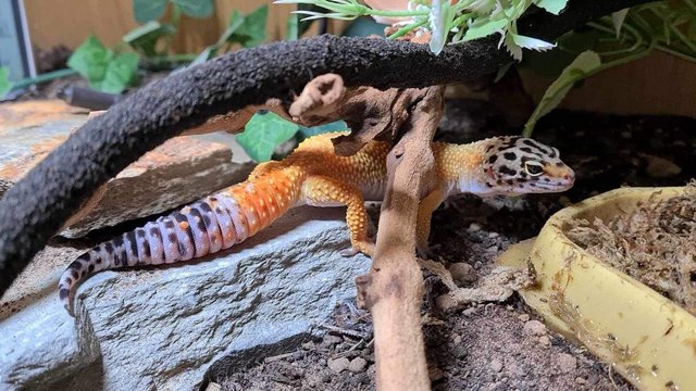 Image 5 of Female leopard gecko with full setup available