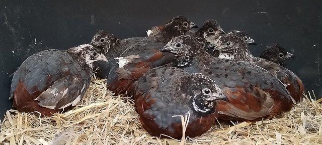 Preview of the first image of 10 male Chinese painted quail.