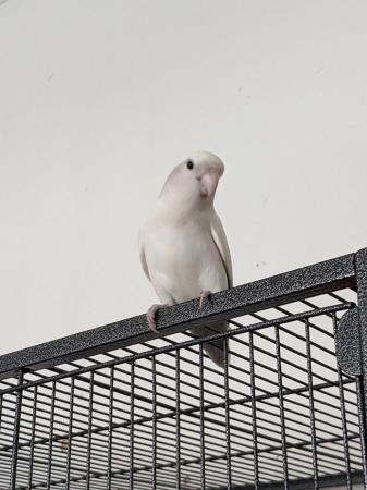 Image 1 of Breeding pair of lovebirds sold together.