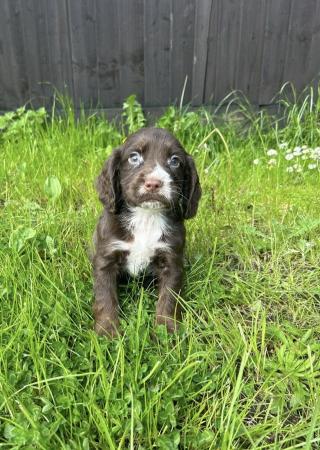 Image 7 of Beautiful litter of cocker spaniel puppies