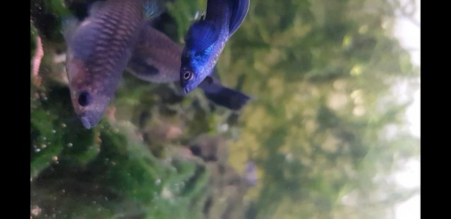 Image 2 of Blue Moscow juvenile guppies 10 for £15