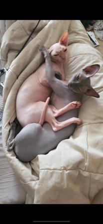 Image 3 of 2 gorgeous Sphynx cats for a 1st class home only.