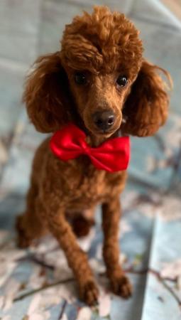 Cavapoochon toy puppies for sale - Image 8 of 12