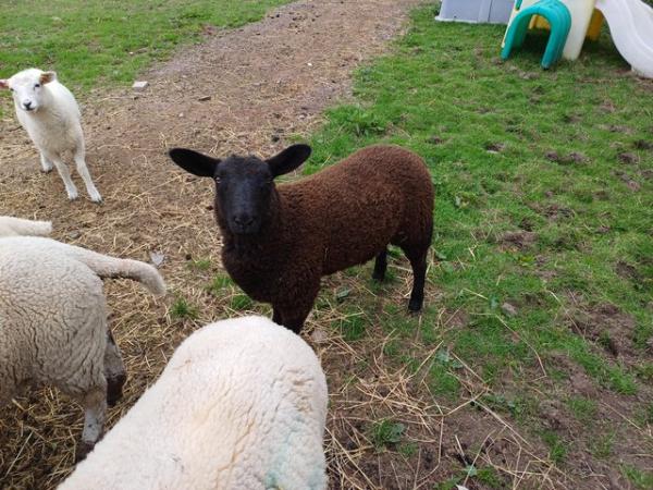 Image 2 of Texel x Suffolk Lambs - Born January