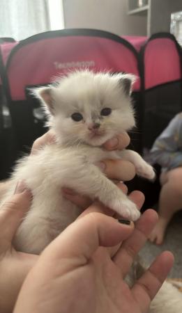 Image 5 of ALL SOLD Ragdoll kittens
