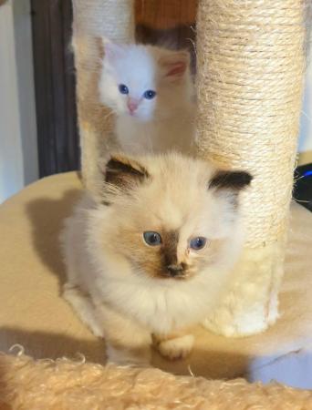 Image 8 of Pure bred Ragdoll Kittens Seal Tortie girl/Apricot cream boy