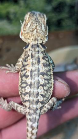 Image 5 of Baby bearded dragons first come first serve