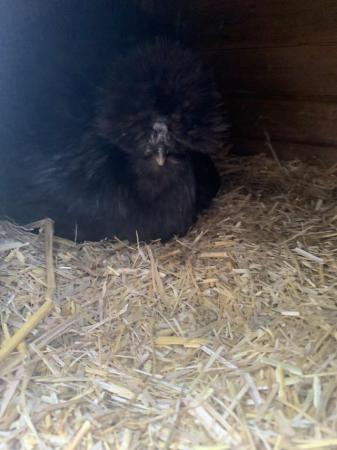 Image 2 of Pure black silkie hatching eggs and chicks!!!