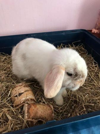 Image 6 of 1 year old mini lop male rabbit