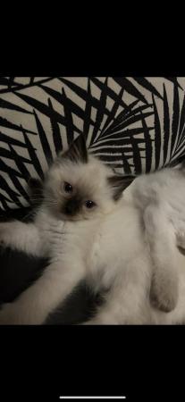 Image 6 of *READY NOW* Ragdoll kittens