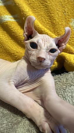 Image 5 of Sale wonderful males and female Sphynx