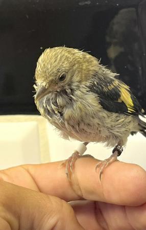 Image 5 of Juvenile hand tamed goldfinches ! All bbc rung 2024 !