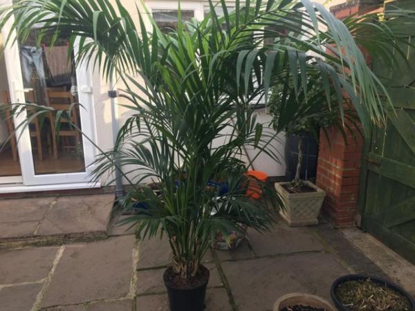 Image 1 of Large Kentia Palm - indoor plant