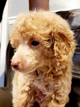 Stunning apricot miniature poodles for sale in Swadlincote, Derbyshire