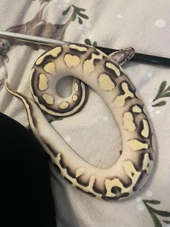 Image 4 of Unsexed ball python for sale