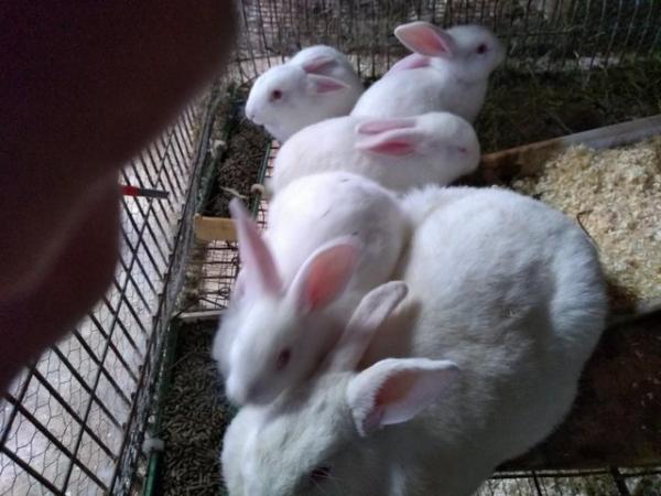 Image 5 of New Zealand White rabbits for sale