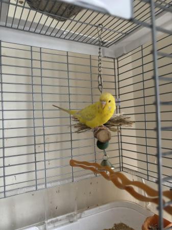 Image 2 of 8 months female budgie with cage