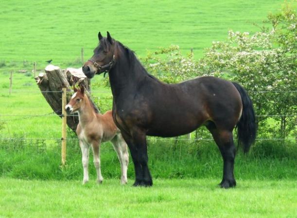 Image 3 of Fabulous Welsh Section D Foal