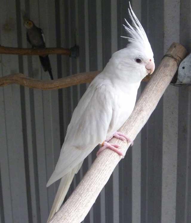 Preview of the first image of Cockatiels For Sale Albino And Lutino.