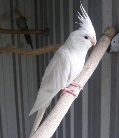 Image 1 of Cockatiels For Sale Albino And Lutino