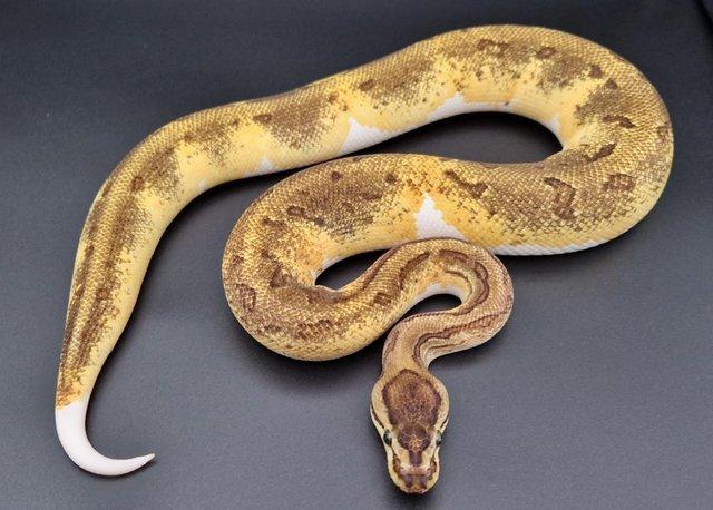 Preview of the first image of Enchi Pinstripe Pied Male Ball Python 220104.