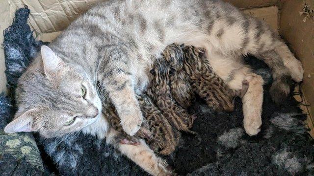 Image 5 of Litter of Bengal Kittens