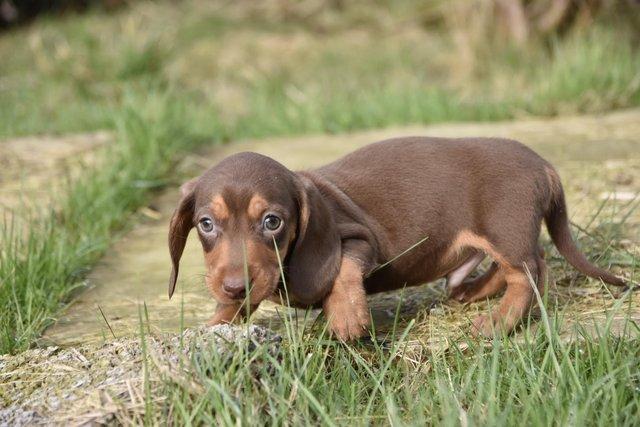 Adorable dachshund puppies looking new home for sale in Tarleton, Lancashire - Image 8
