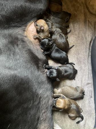 Image 3 of Rottweiler cross puppies