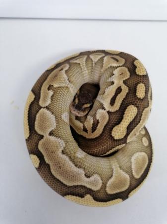 Image 4 of Butter/lesser female ball python