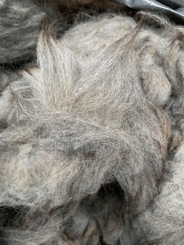 Preview of the first image of Alpaca fibre grey fleece.