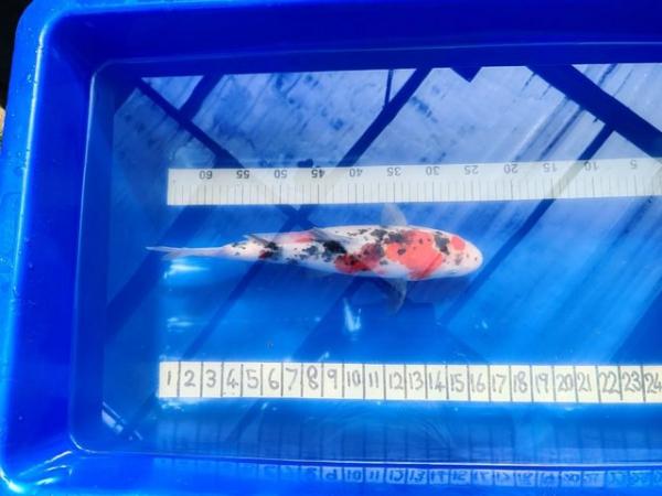 Image 5 of LARGE JAPANESE KOI 16 INCH OR 400MM BEAUTIFUL FISH