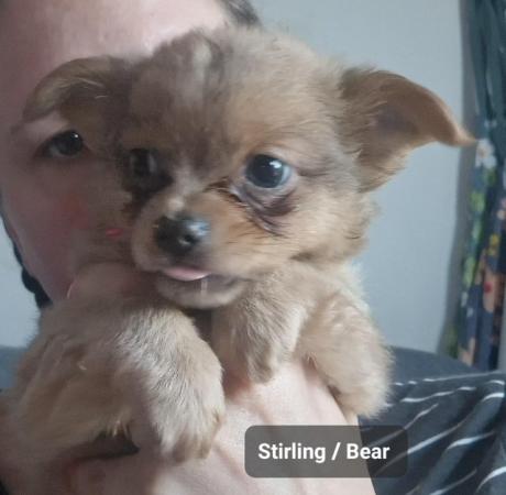 Image 27 of Super fluffy long-haired Chihuahua puppies, READY NOW!