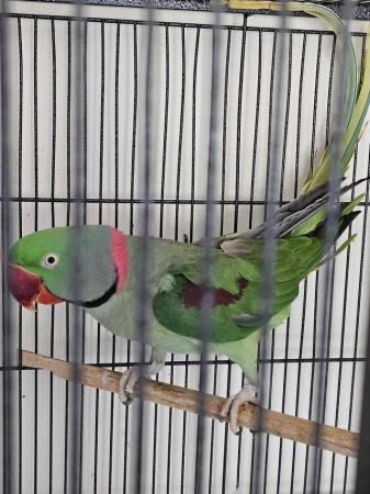 Image 1 of Alexandrine parrot male
