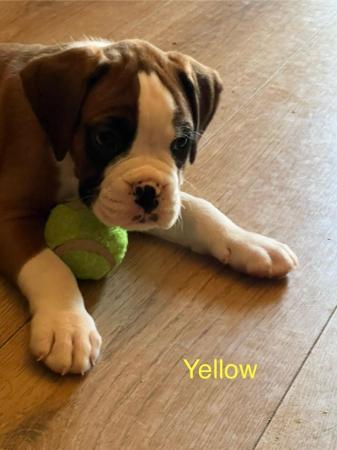 Image 21 of Adorable KC Boxer Puppies