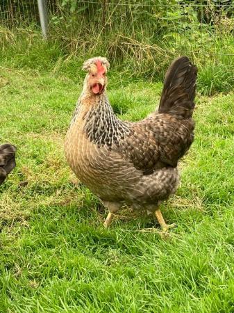 Image 2 of Cream legbar p.o.l. Pullets for sale.