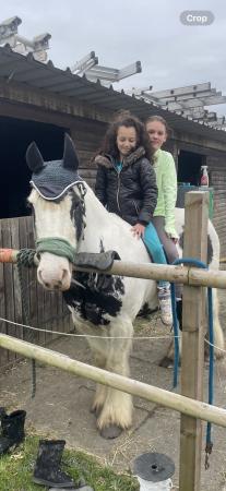 Image 4 of Gorgeous 14hh sporty fun cob mare