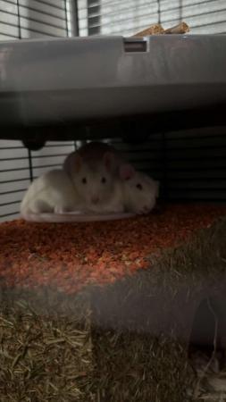 Image 1 of 4 month old male rats ready for new home
