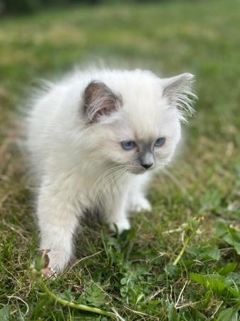 Image 6 of Exceptional blue mitted gccf active boy available