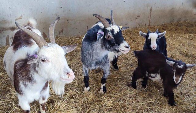 Image 2 of Pygmy Goat Kids For Sale
