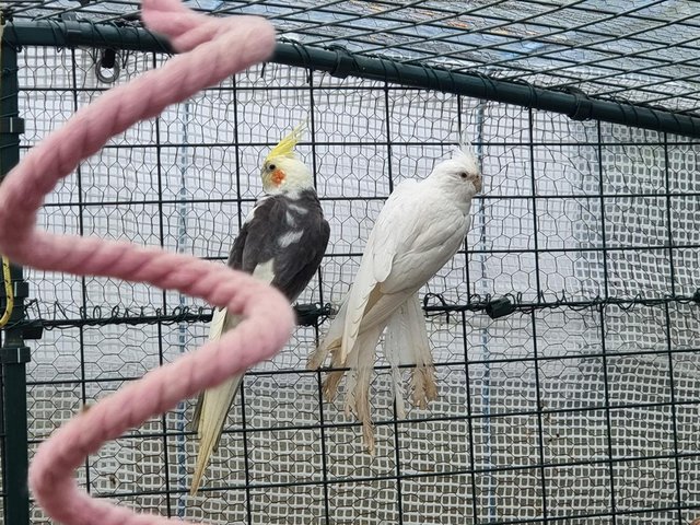 Preview of the first image of Adult pair of Cockatiel, White Female, Grey Male.