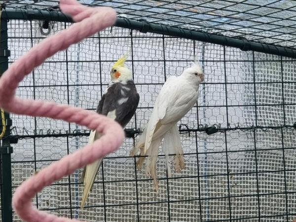 Image 1 of Adult pair of Cockatiel, White Female, Grey Male