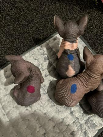 Image 19 of 5 Sphynx kittens for sale, 2 boys, 1 girl left £600 each